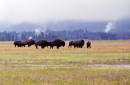 BisonHerd2.jpg