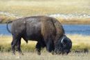 Bison_Grazing_ARC_0924.jpg