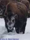 Bison_III_-_GSR-0424.jpg