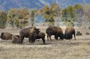 Bison_Jousting_ARC_1017_web1000.jpg