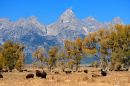 Bison_and_the_Grand_Teton_ARC_1008_web1000.jpg