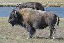 Bison_at_River_web1000_ARC_0917.jpg