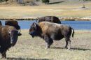 Bison_by_River_adj_ARC_0917A_web_1000.jpg