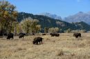 Bison_grazing_web1000sr72ARC_0991.jpg