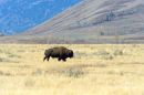 Bison_in_Meadow_ARC_0770_web_1000.jpg