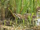 Bittern-1.jpg