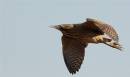 Bittern3.jpg