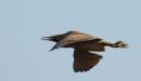 Bittern4.jpg