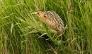 Bittern7.jpg