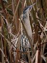 Bittern_4314.jpg