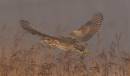 Bittern_in_mist.jpg
