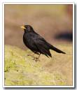 Black-Bird.jpg