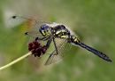 Black-Darter-Male-7028--WP.jpg