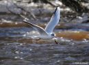 Black-Headed_Gull_Larus_Ridibundus_1.jpg
