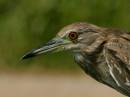 Black-crowned_Night-Heron_portrait.JPG