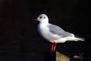 Black-headed-Gull.jpg