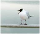 Black-headed_Gull.JPG