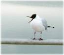 /gallery/data/501/thumbs/Black-headed_Gull.JPG