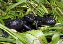 Black-salamander.jpg