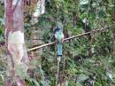 Black-throated_Trogon.jpg