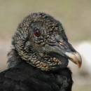 Black-vulture-_1.jpg