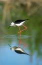 Black-winged_Stilt.jpg