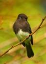 BlackPhoebe32307.jpg
