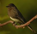 BlackPhoebeSayornisNigricans.jpg
