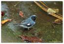 BlackThroatedBlueWarbler1.jpg