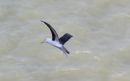 Black_Browed_Albatross_13-4-2022_82_.jpg