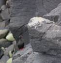 Black_Guillemot.jpg