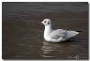 Black_Headed_Gull.jpg