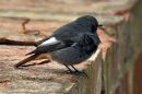 Black_Redstart.jpg