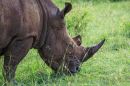 Black_Rhino_on_the_Masai_Mara.jpg