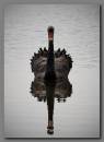 Black_Swan2.jpg