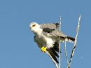 Black_Winged_Kite_1.jpg