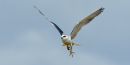 Black_Winged_Kite_2.jpg