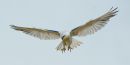 Black_Winged_Kite_3.jpg