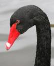 Black_swan.jpg