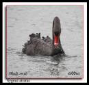 Black_swan1.jpg