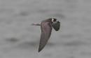 Black_tern1.jpg