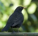 Blackbird1.jpg