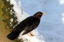 Blackbird11.jpg
