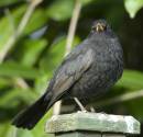 Blackbird2.jpg