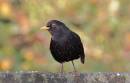 Blackbird4.jpg
