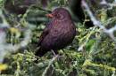 Blackbird5.jpg