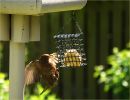 Blackbird_6.jpg