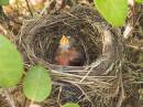 Blackbird_Nest_RW_0095-01.jpg