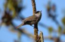 Blackcap_Sylvia_Atricapilla_20-4-2020_1.jpg