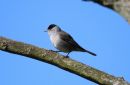 Blackcap_Sylvia_Atricapilla_20-4-2020_2.jpg